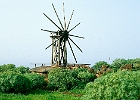 Mühle bei Santo Dominga de Garafia : Euphorbien